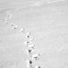 Snow walking